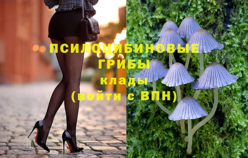 Псилоцибиновые грибы Psilocybe  Ельня 